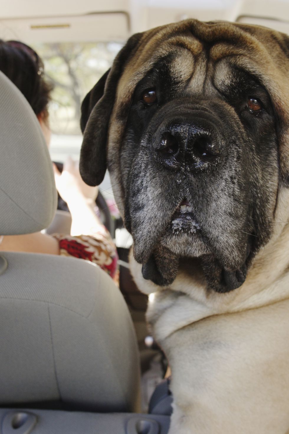 Largest, Most Lovable Dog Breeds FUNNY IN THE WORLD